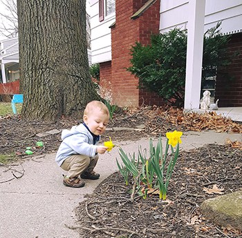 SPRING FLOWERS