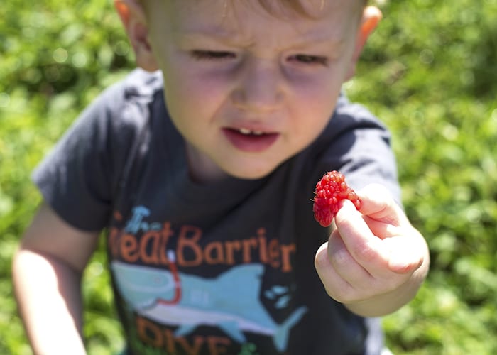 Berry Picking Story Time- Go Pick