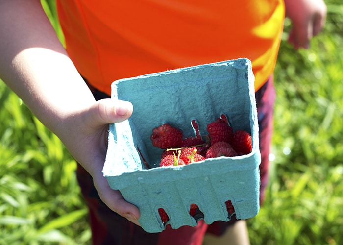 Berry Picking Story Time- Go Pick