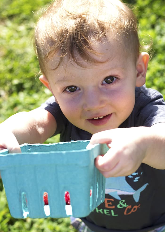 Berry Picking Story Time- Go Pick