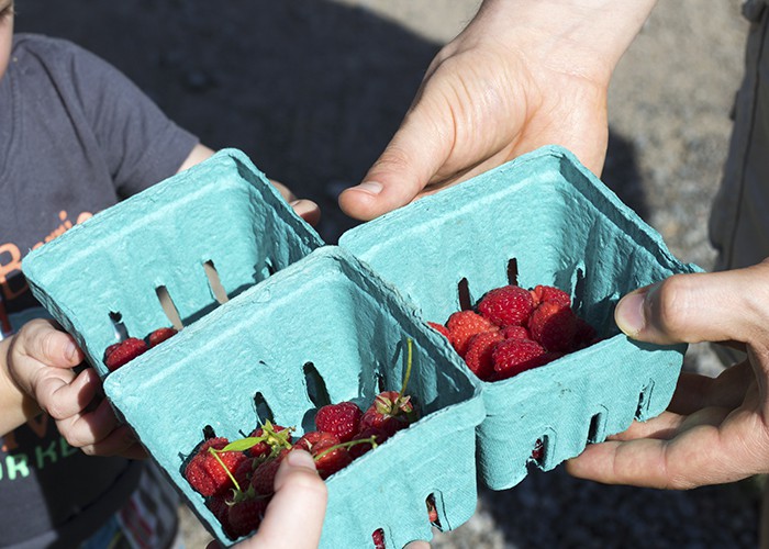 Berry Picking Story Time- Go Pick