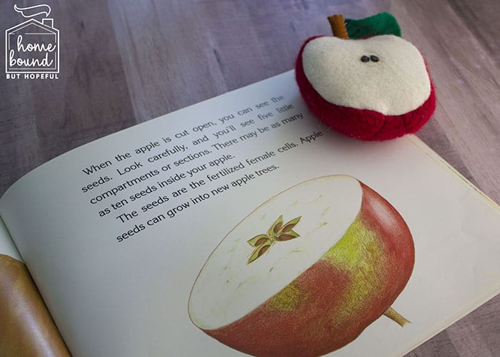 Apple Picking Story Time- How Do Apples Grow?