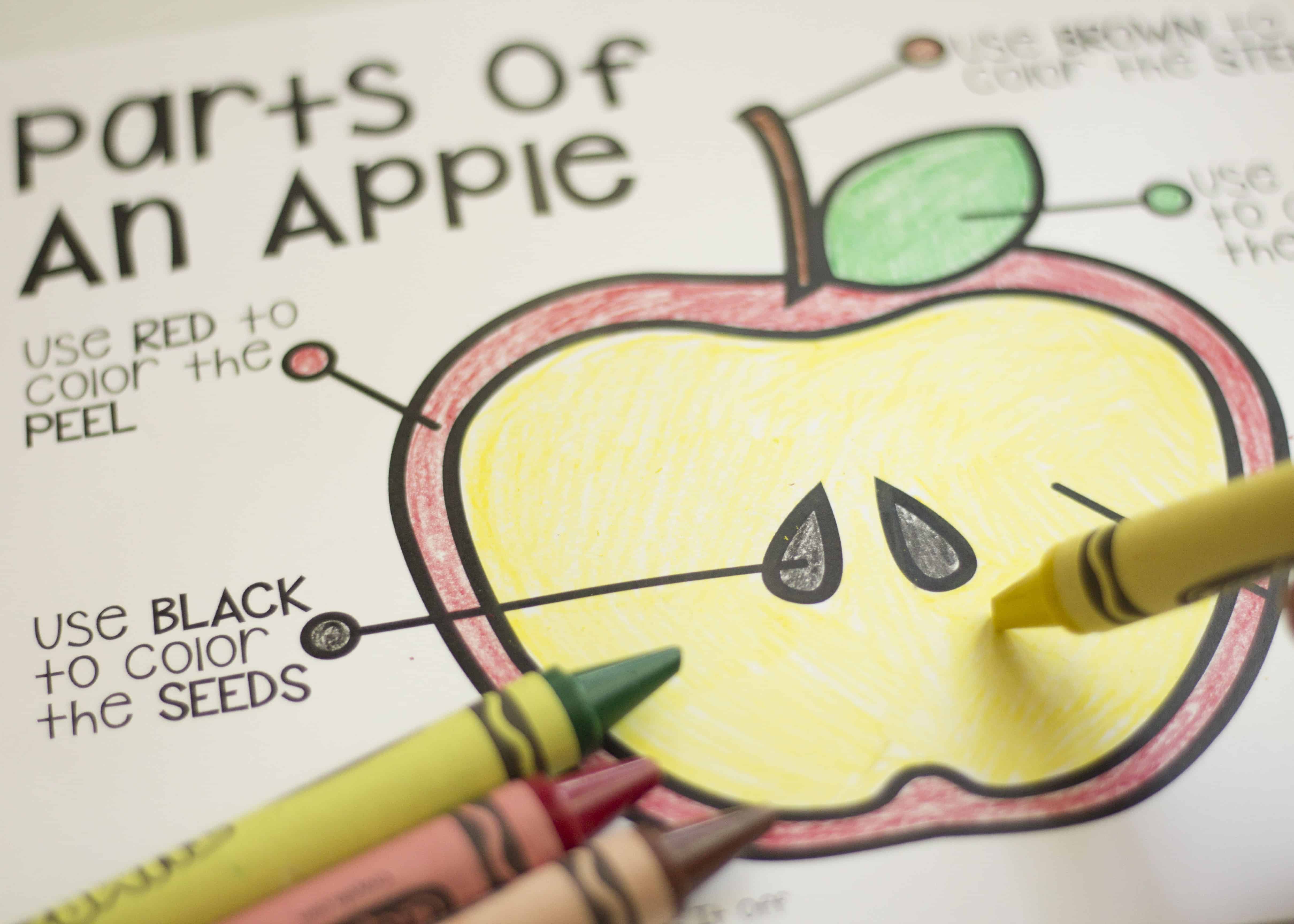 PARTS OF AN APPLE COLORING PAGE