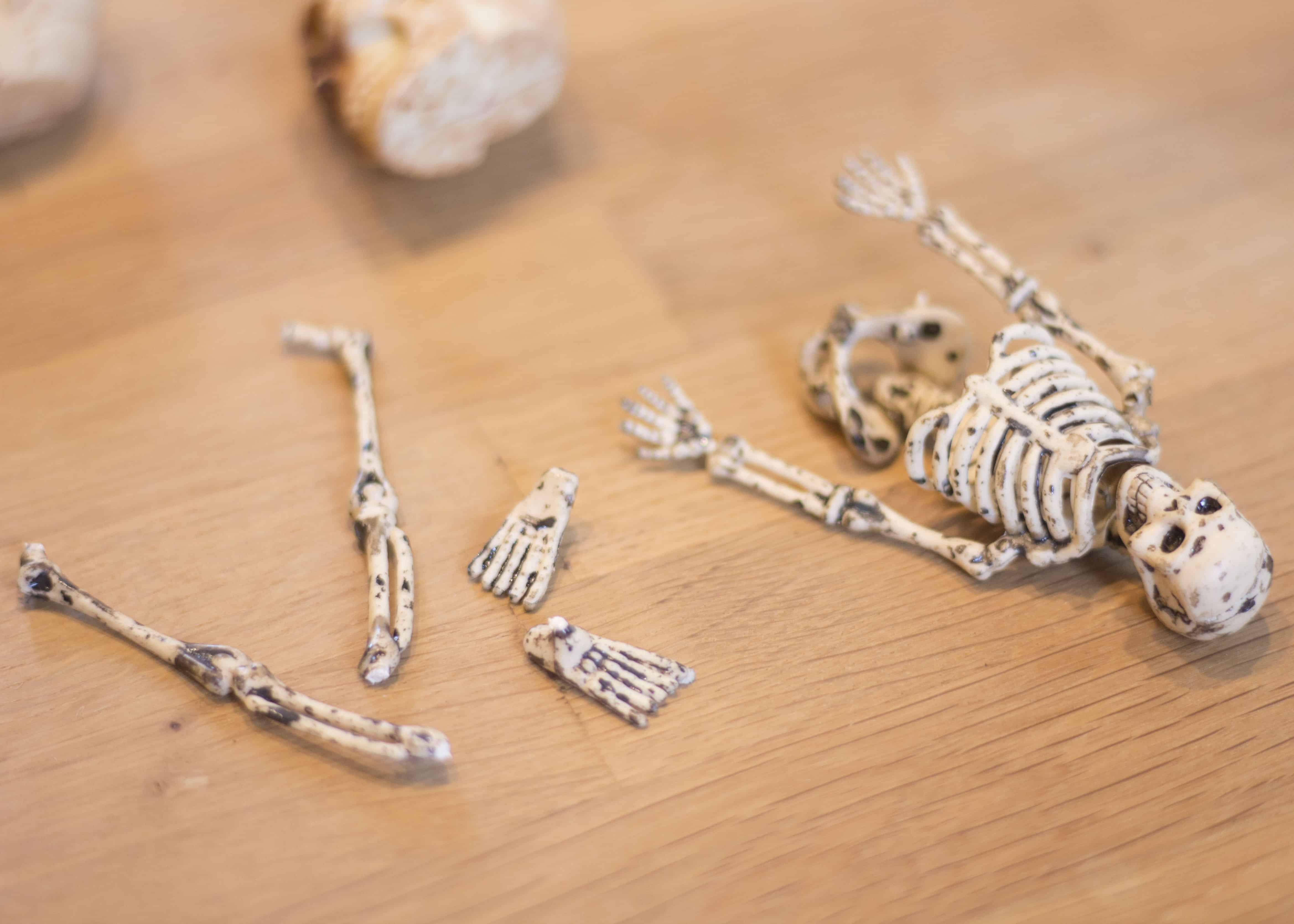 SKELETON PIECES