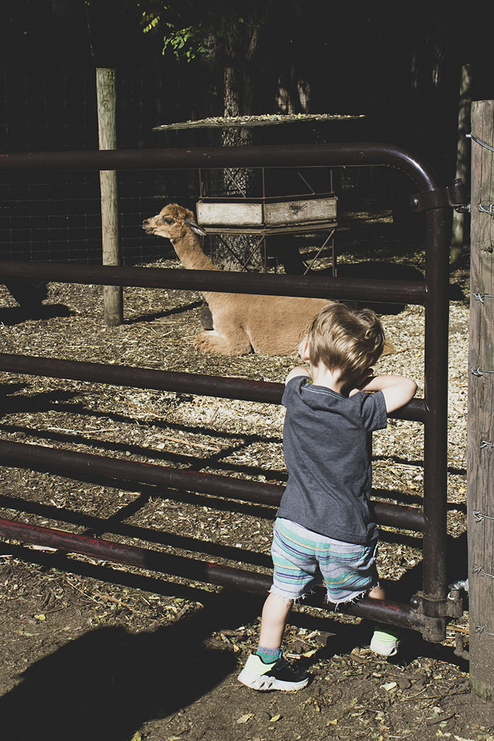 powers petting zoo