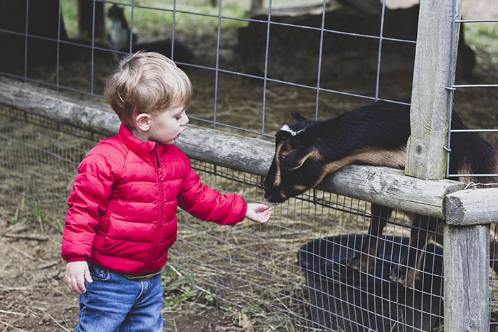 boy feeding goat